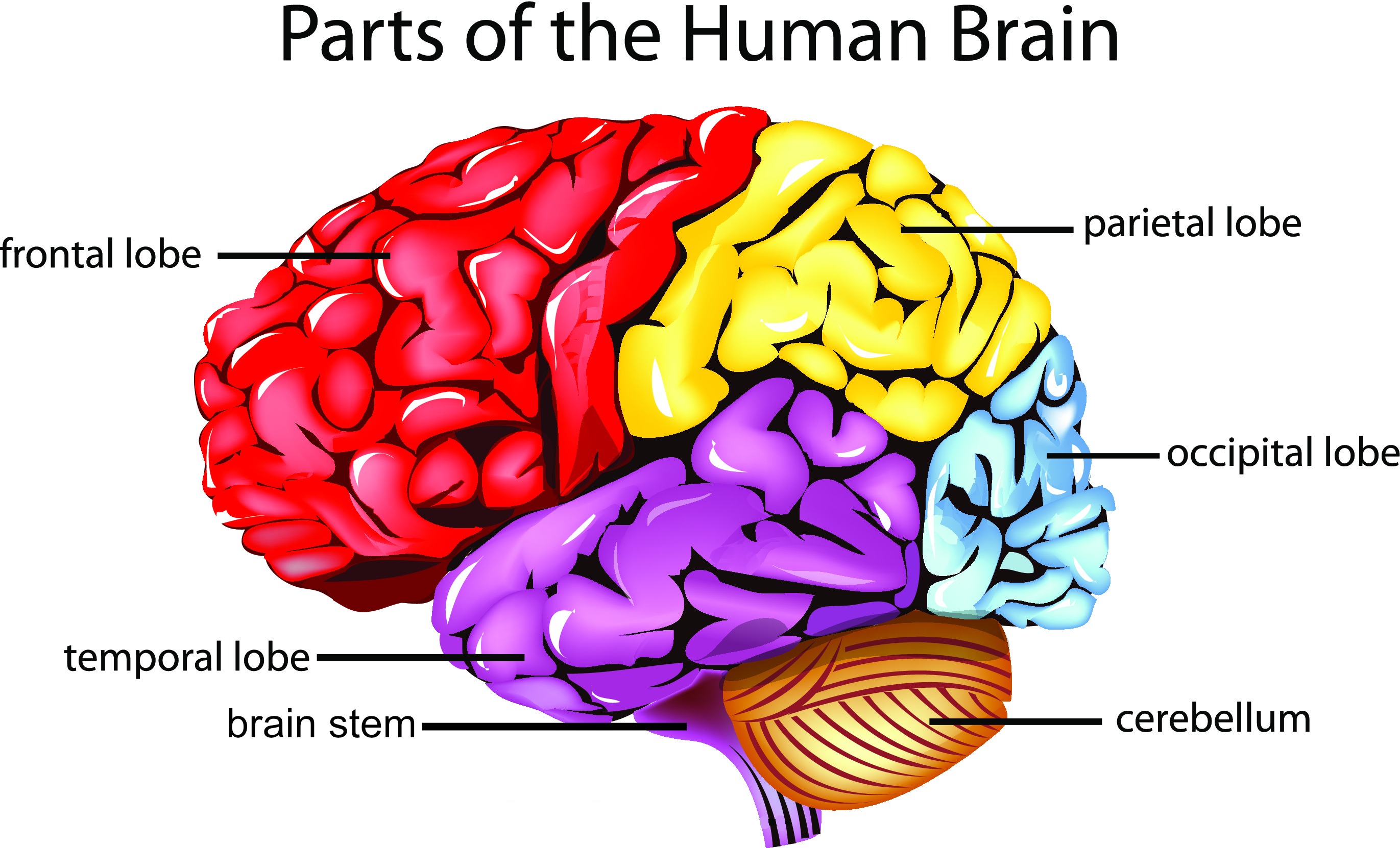 Functional Disconnection Syndrome functional-disconnection-syndrome